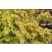 Acero giapponese o Acer palmatum Orange Dream