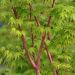 Acero giapponese o Acer palmatum Sango Kaku