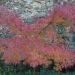Acero giapponese o Acer palmatum Seiryu