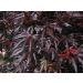 Acero giapponese o Acer palmatum Trompenburg