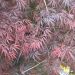 Acero giapponese o Acer palmatum ssp. dissectum Tamukeyama