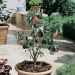 Pero Nano GARDEN GEM ® Pyred