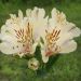 Alstroemeria Pitchoune Noah o Giglio degli Inca