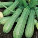 Zucchina precoce degli ortolani