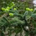 Abete di Spagna dorato, abete andaluso dorato o Abies pinsapo ‘Aurea’