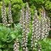 Acanto o Acanthus mollis