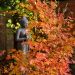 Acero giapponese o Acer palmatum Orange Dream