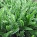 Achillea crithmifolia
