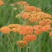 Achillea millefoglie Terracotta