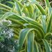 Agapanto o Agapanthus Zambesi