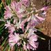 Agapanto o Agapanthus Blush pink