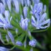 Agapanto o Agapanthus Charlotte