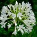 Agapanto o Agapanthus Ever White