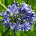 Agapanto o Agapanthus Full Moon