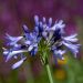 Agapanto o Agapanthus Intermedius
