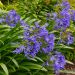 Agapanto o Agapanthus Northern Star
