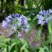 Agapanto nano o Agapanthus Pitchoune Blue