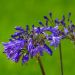 Agapanto o Agapanthus Pitchoune Violet