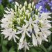 Agapanto o Agapanthus africanus Albus