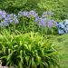 Agapanti blu, Agapanthus umbellatus o A. africanus