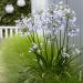 Agapanto nano o Agapanthus Twister