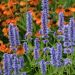 Agastache Blue Fortune
