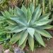 Agave attenuata