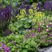 Alchemilla mollis