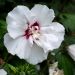 Ibisco o Hibiscus syriacus French Point