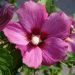 Ibisco o Hibiscus syriacus Russian Violet II®