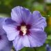 Ibisco o Hibiscus syriacus Ultramarine