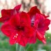 Amaryllis Red Lion