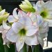 Amaryllis bianco Picotee