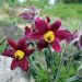 Anemone pulsatilla  rosso