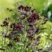 Aquilegia ibrida Black Barlow