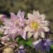 Aquilegia ibrida Rose Barlow
