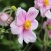 Anemone giapponese September Charm