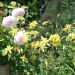 Aquilegia gialla Yellow Queen