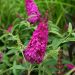 Albero delle farfalle o Buddleia davidii Miss Ruby