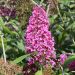 Albero delle farfalle o Buddleia davidii Rêve de Papillon® Pink