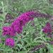 Buddleia Royal Red - Albero delle farfalle - Lillà dell'estate