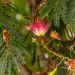 Acacia di Costantinopoli o Albizia Ombrella Evey's Pride
