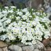 Arenaria montana