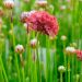Spillone o armeria maritima Ballerina Red