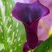 Arum o Calla nero - Zantedeschia Schwartzwalder