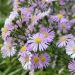 Astro rosa Peter Harrisson ou Aster dumosus