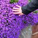 Aubrezia o Aubrieta Cascade Purple