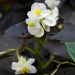 Begonia doppia GUMDROP Coco White