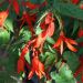 Begonia Bertinii