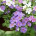Bacopa GULLIVER Blue Sensation